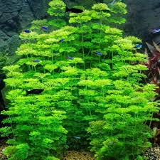 Image result for Limnophila