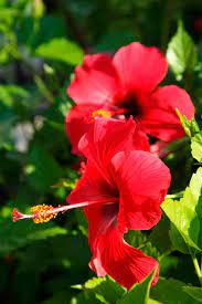 Chinese Rose Flower Aesthetic Hibiscus Flowers Amazing Flowers