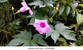 Image result for Ipomoea mauritiana