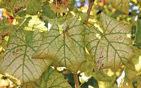 Image result for Grapevine leafroll virus