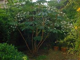 Image result for Tetrapanax