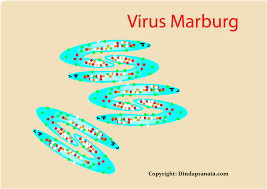 Don't delay your care at mayo clinic featured conditions ebola virus and marburg virus are difficult to diagnose because early signs and symptoms resemble those of other diseases, such as typhoid and malaria. Marbug Virus Virus Paling Mematikan Di Dunia Senja Hari