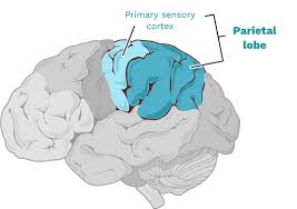 Image result for Parietal Lobe