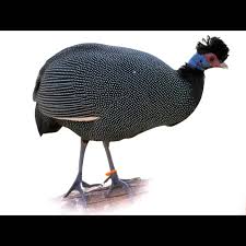 Image result for Pouzolzia guineensis