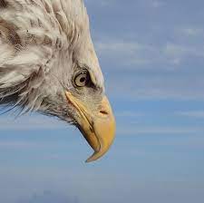 鳥の王者 ワシをデザインしたトロフィーは 力強い印象もあり 企業表彰にも人気です 本店 楽天店の取り扱い 本物のワシは扱っていません 鷲 鷲と鷹の違い 比較的大きいのが鷲 明確な区別はなく 慣習に従って呼び分けしてるそう wikipedia調べ 鷲は