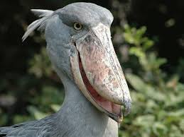 Big Bird With Large Beak Bird Beak Strange Shore Bird Big Beak Birds Bird Beaks Shoebill Stork