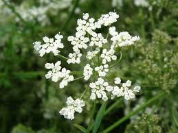 Image result for Pimpinella