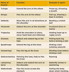 Translating muscle names can help you find & remember muscles. Mr Bond On Twitter Voluntary Muscles Make The Body Move They Are Attached To The Skeleton And Can Be Controlled Revision Gcsebond Http T Co 5vzf7nijvp