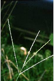 Image result for Digitaria debilis