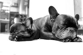 There tooo fat to swim. 15 Reasons To Not Buy A French Bulldog Pets Kb