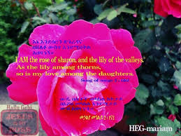 Rose Of Sharon Rose Of Sharon Lily Of The Valley Rose