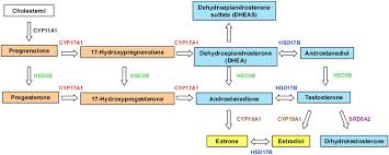 major pathways in sex steroid biosynthesis progestogens in