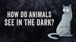 In A Fascinating Animated Ted Ed Lesson Educator Anna Stockl Explains The How Ph Nocturnal Animals Kindergarten Nocturnal Animals Nocturnal Animals Activities