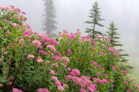 Image result for Spiraea