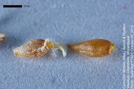 Image result for Caroxylon littoralis