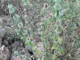 Image result for Leucas martinicensis