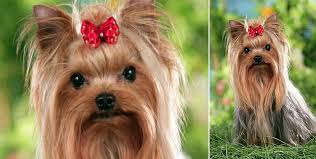 Si estás pensando en adoptar a uno, es muy importante que antes investigues acerca del carácter que tiene y otros factores. Yorkshireterrier Hunderassen Lexikon