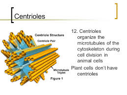 We did not find results for: A View Of The Cell Chapter 7 The Discovery Of Cells The Plasma Membrane Eukaryotic Cell Structure Web Links To Study Guides Ppt Download