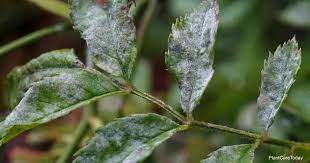 And, while the cost of living has been rising steadily in the first 50 years after wwii in industrialized countries, it has been rather stagnant over the last couple of decades. What Causes White Spots On Rose Leaves