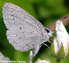 Image result for Azure Blue 2005 G3