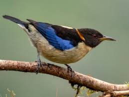 Explore what it takes to live with these playful beauties. Golden Collared Honeycreeper Iridophanes Pulcherrimus Birds Of The World