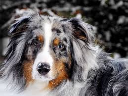 This activity provides plenty of exercises as well as keeps the dog cool and clean. Australian Shepherd Dog Breed Information Pictures Characteristics Facts Dogtime