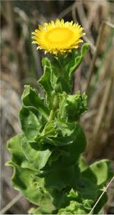Image result for Helichrysum setosum