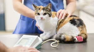 Disi Kedi Kisirlastirma Operasyonu Rante Veteriner Klinigi