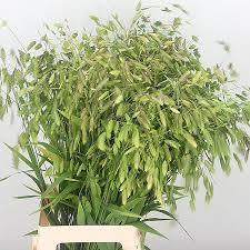 Maybe you would like to learn more about one of these? Chasmanthium Latifolium 80cm Wholesale Dutch Flowers Florist Supplies Uk