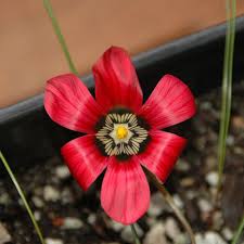 Image result for Romulea congoensis