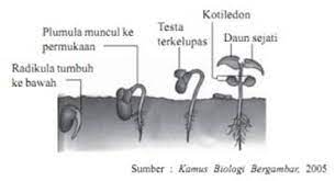 Perkecambahan epigeal tipe perkecambahan epigeal ditandai dengan hipokotil yang tumbuh memanjang contoh tumbuhan ini adalah kacang hijau, kedelai, bunga matahari dan kacang tanah. Pertumbuhan Primer Dan Sekunder Pengertian Contoh Gambar