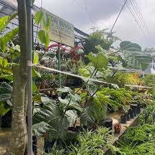 #sungaibuloh #myminigarden #balconygarden this is actually my first time pergi ke nursery yang terletak di area hospital sungai buloh. Nursery Sg Buloh 13 Tips De 1588 Visitantes