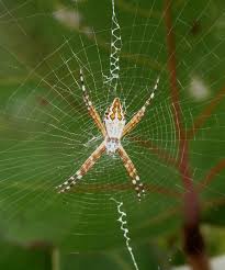 File:Argiope argentata (Araneidae) . with stabilimenta - Flickr -  gailhampshire.jpg - Wikimedia Commons
