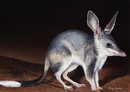 Pin By Mae On Easter Bilby Australian Native Animals Australia Animals Bilby Animal