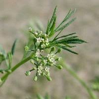 Image result for Apium leptophyllum