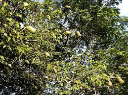 Image result for Tinnea apiculata