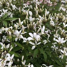 Image result for Cleome bororensis