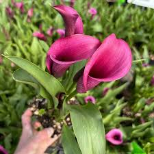 Image result for Zantedeschia