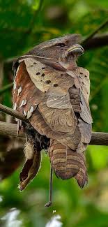 Podargo Del Dulit Dulit Frogmouth Hartertfroschmaul Podarge De Hartert Pet Birds Animals Beautiful Nature Birds
