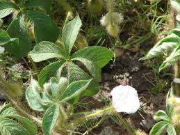 Image result for Merremia aegyptia