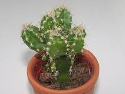 Bishop cactus, hedge cactus, peruvian apple cactus synonyms. Cereus Repandus Florida