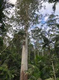 Image result for Eucalyptus grandis