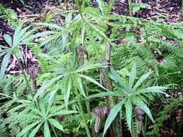 Image result for Arisaema