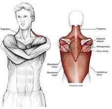 Common Neck Shoulder Stretching Exercises Frozenshoulder Com Estiramientos De Hombros Estiramiento De Musculos Estiramientos