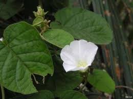 Image result for Jacquemontia paniculata