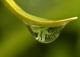 pin by luan lee on 美丽水点 rain drops amazing nature water drops
