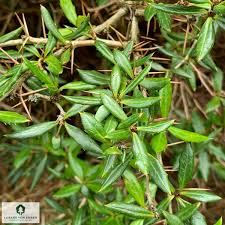 Image result for Berberis verruculosa