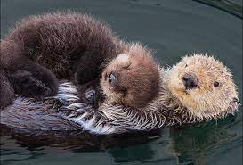 Pin By Knitdesign By Caroline On Animals Animal Hugs Otters Cute Baby Otters