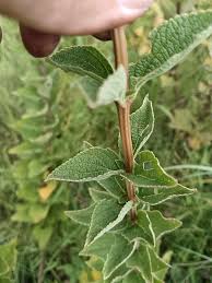 Image result for Coleus calycinus