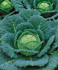 Image result for hlávková kapusta